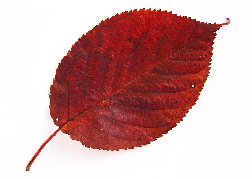 red autumn sheet on a white background