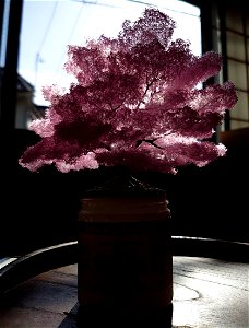 桜の模型№,18 photo
