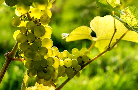Solaris grapes in Chateaux Luna vineyard 7