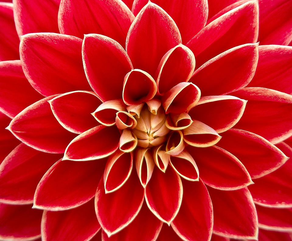 Closeup of RED dahlia