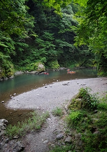 Landscape photography of trees in the forest of Japan