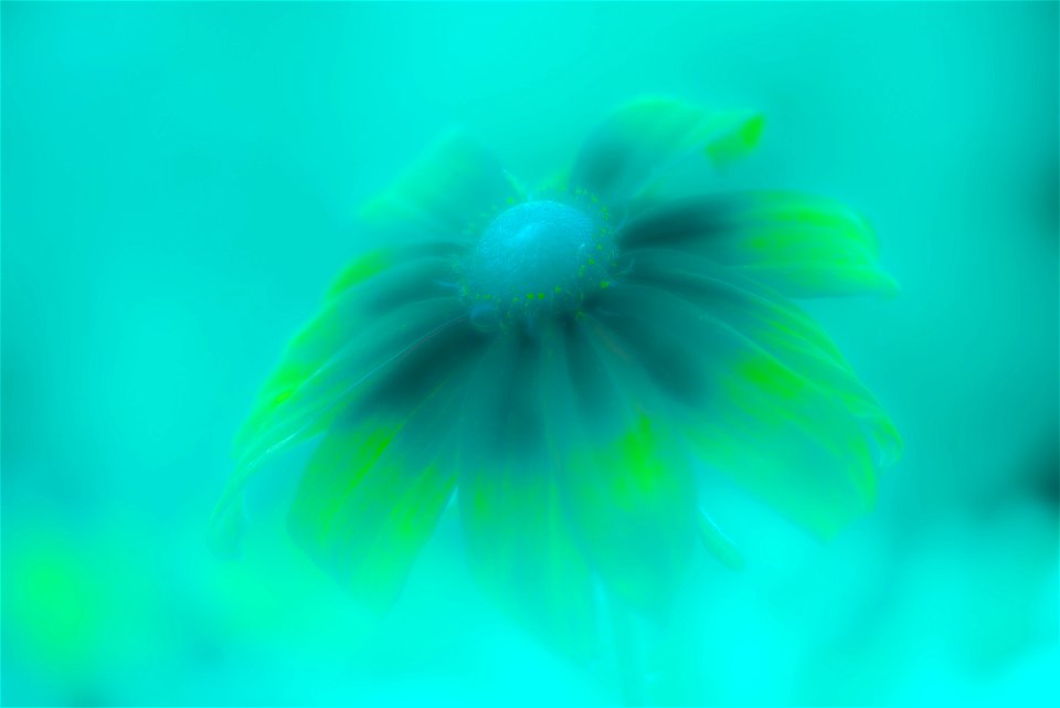 Stanley Park Flower edits from Vancouver Canada