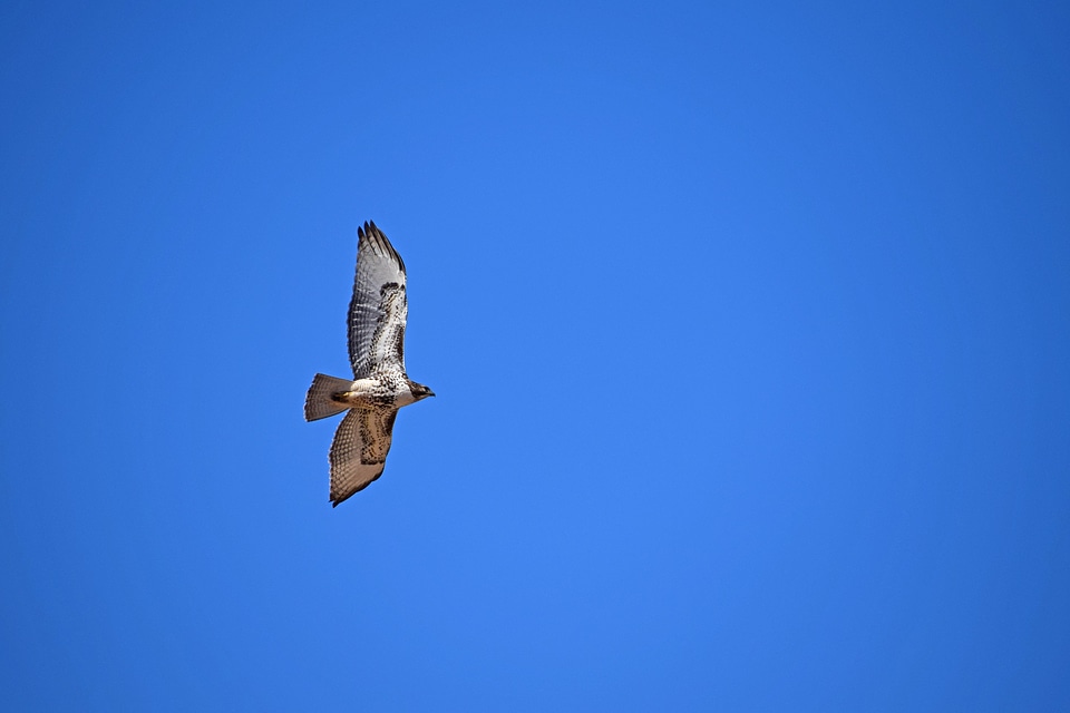 A Red-Tailed Hawk takes flight
