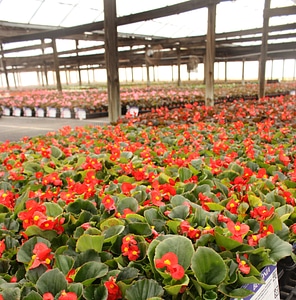 Flowers in a Greenhouse