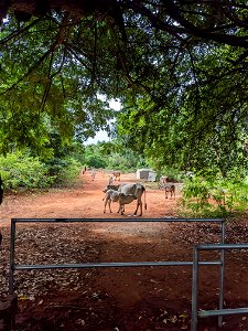 Near an entrance to Auroville