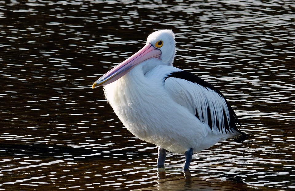 The Australian pelican