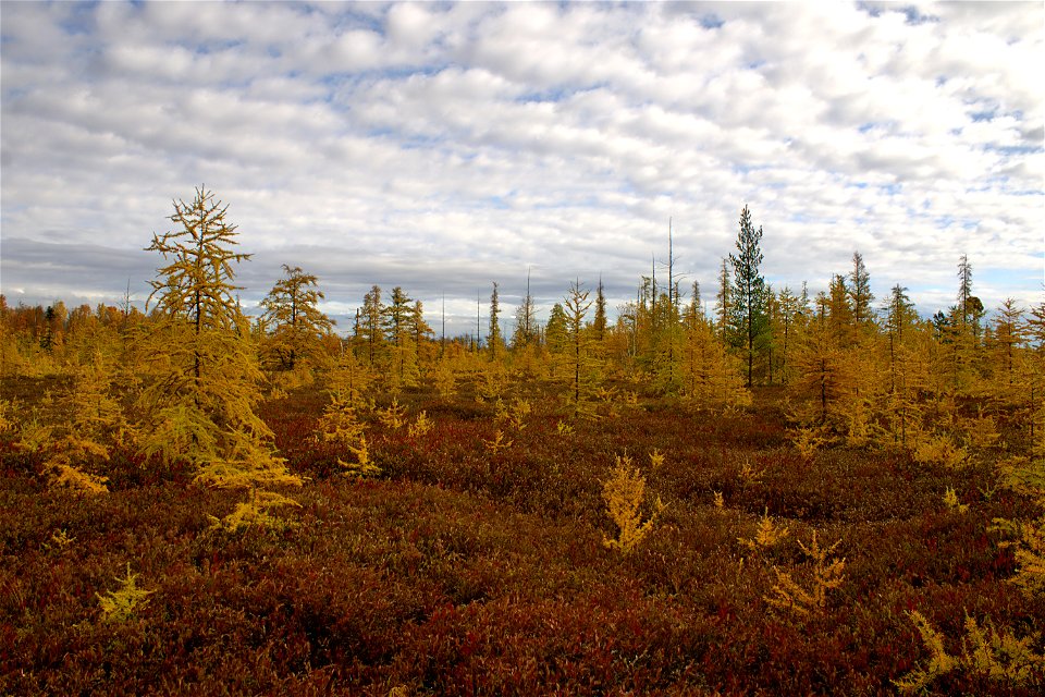 Fall Colours, Mer Bleue Bog