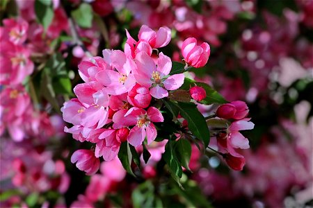 Pink Tree Flowers In Spring photo