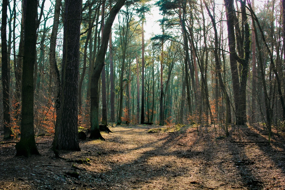 Nature trees autumn