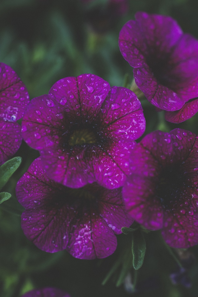 colourful spring flowers
