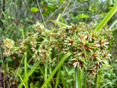 Carex? On the Scuppernong River