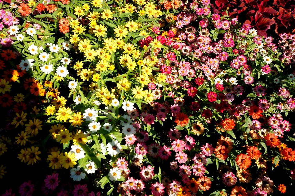 Flowers, Disneyland