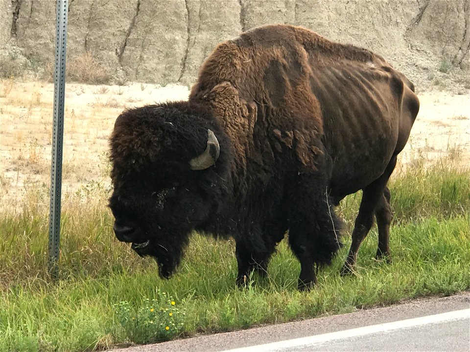 Badlands Bison photo