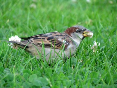 sparrow 3 photo