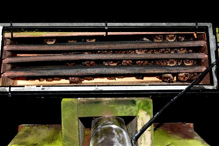 Batbox Newfoundland (Little brown bats)- by Jordi Segers