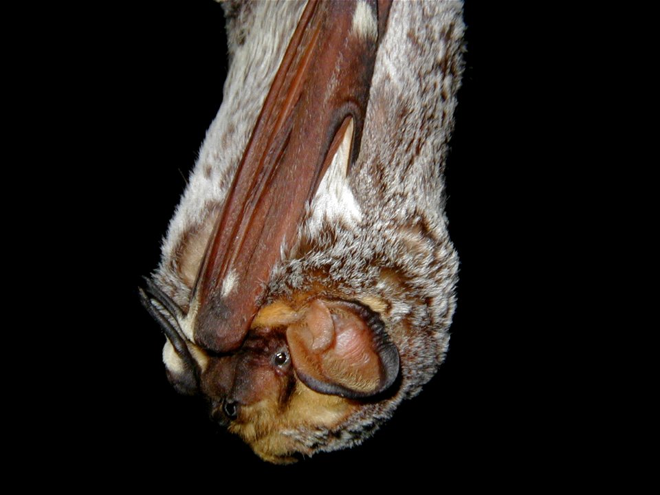 Hoary bat (Lasiurus cinereus) closeup_05