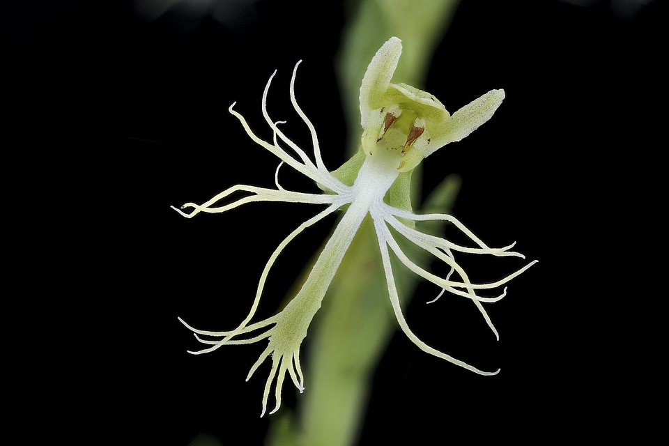 Green-fringed Orchid