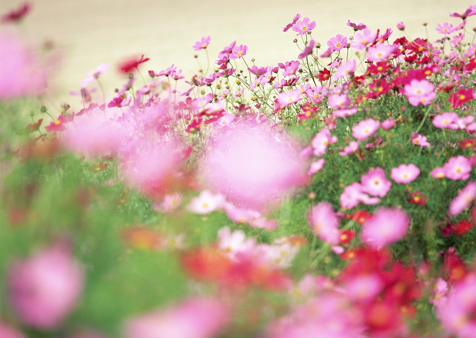 Retro cosmos flower fields background.