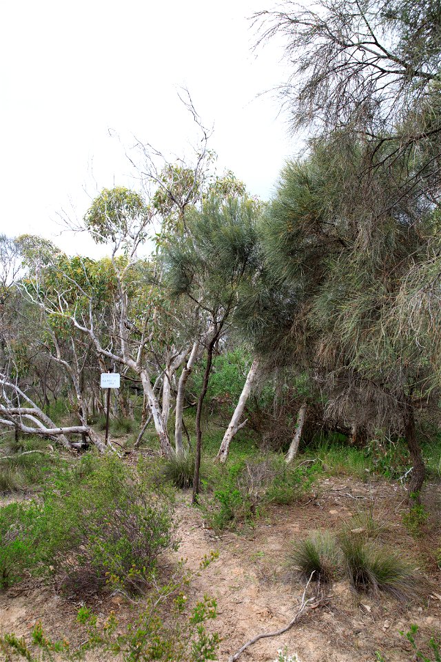 2022 Site 2, Marker 7  Tree 4
