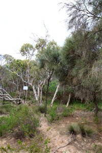 2022 Site 2, Marker 7  Tree 4