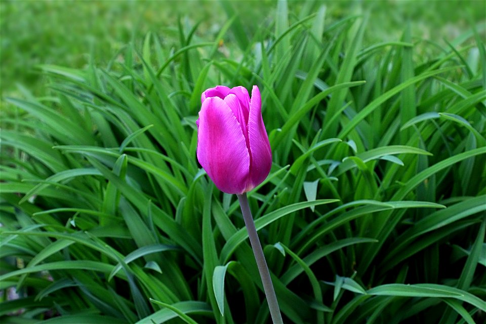 Purple Tulip photo