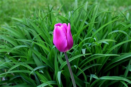 Purple Tulip photo