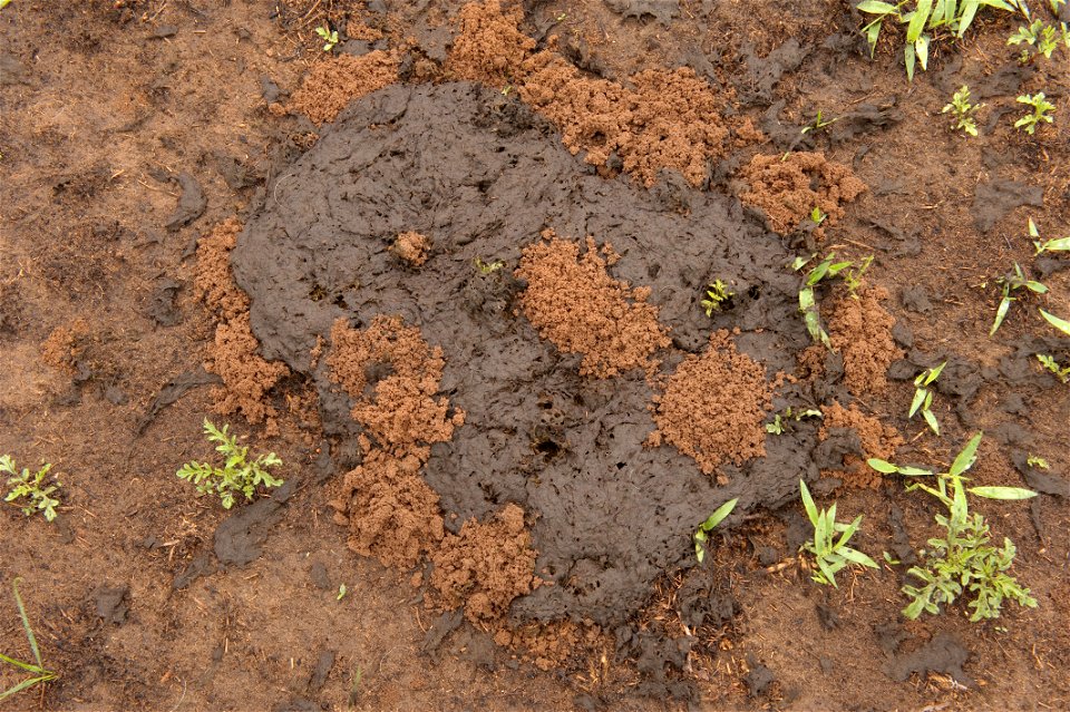 An example of dung beetles and a host of other soil microorganisms decomposing and incorporating fresh manure in the soil. This process contributes to the soil's health and provides nutreints for soil organisms and plants. photo