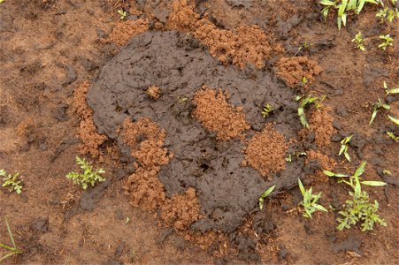 An example of dung beetles and a host of other soil microorganisms decomposing and incorporating fresh manure in the soil. This process contributes to the soil's health and provides nutreints for soil organisms and plants. photo