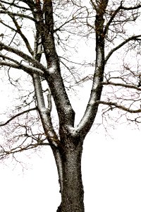 Tree on white