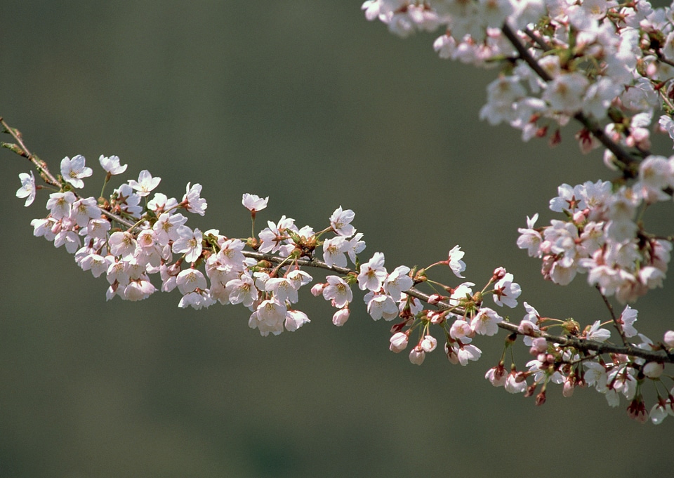 Pink Cherry Blossom Floral