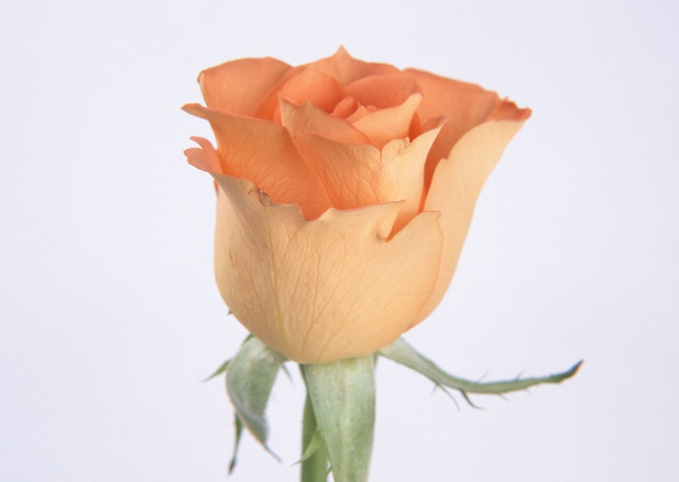 Beautiful orange rose