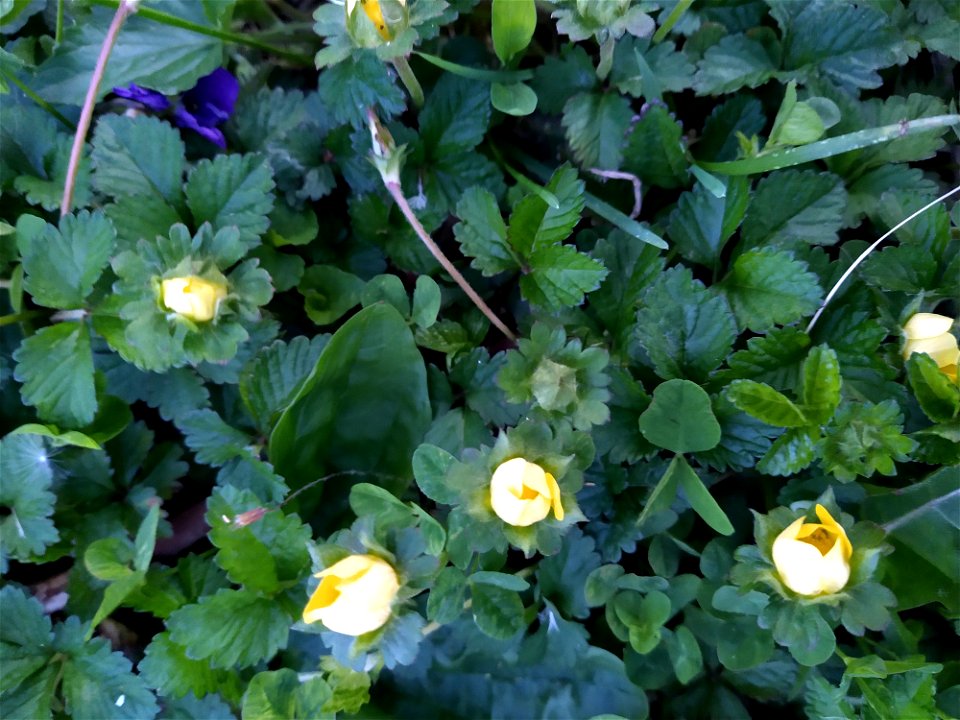 flowers small yellow ground cover spring lawn summer