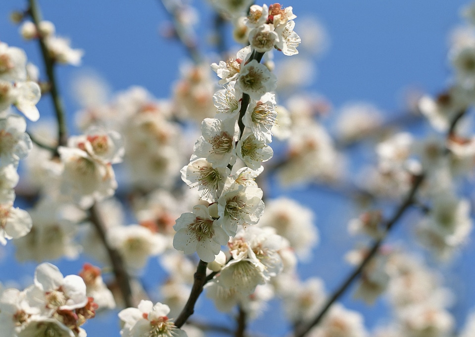 Flowers of the cherry blossoms on a spring day