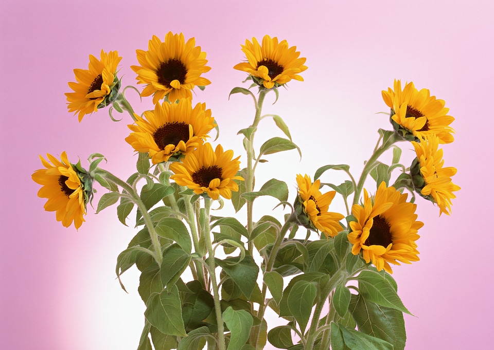sunflower isolated on pink background