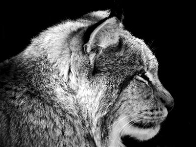 Lince Boreal - Naturlandia (zona controlada) Andorra