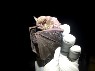 Gray bat (Myotis grisescens)