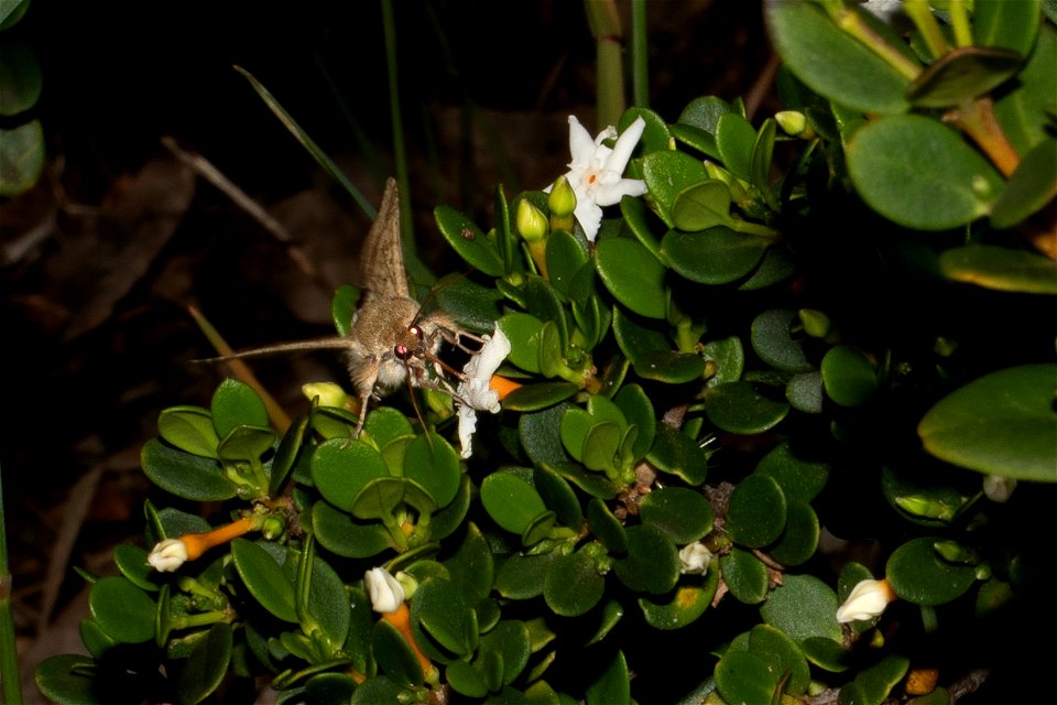 moth - Helicoverpa punctigera