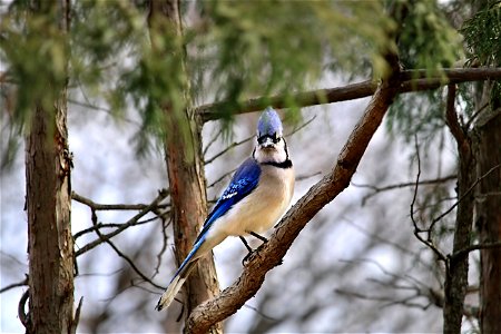 Angry Blue Jay photo