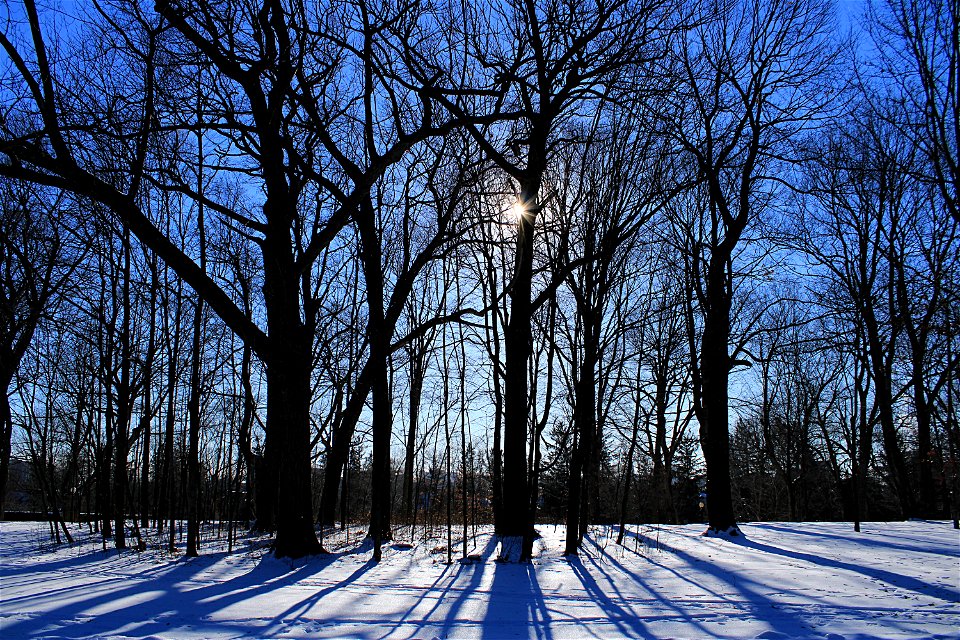 Winter Shadows photo