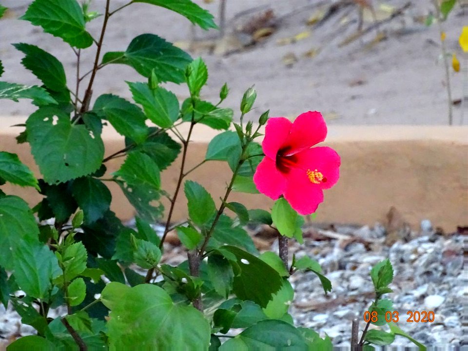 004 pierwszy hibiskus na Bijagos