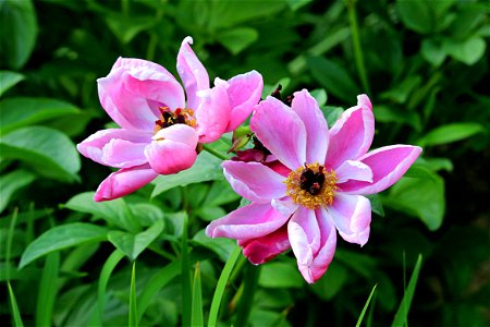 A Pair Of Summer Garden Flowers. photo
