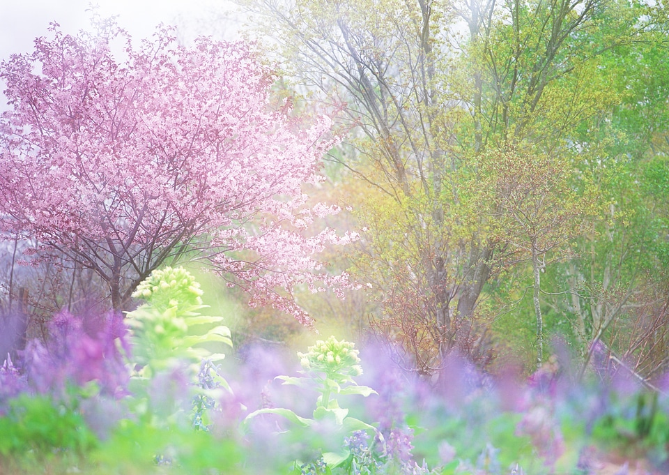 Blur effect flower tree