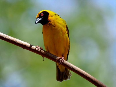 Tisserin mâle ( La Réunion )