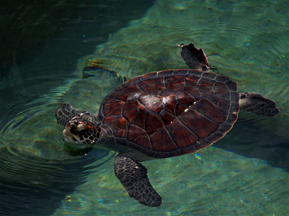 Tortue verte (La Réunion)
