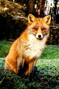 What does the fox say -  Take my picture!