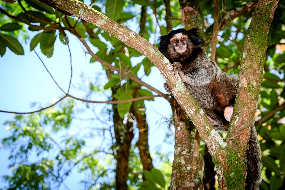 Sagui (do Parque Currupira)