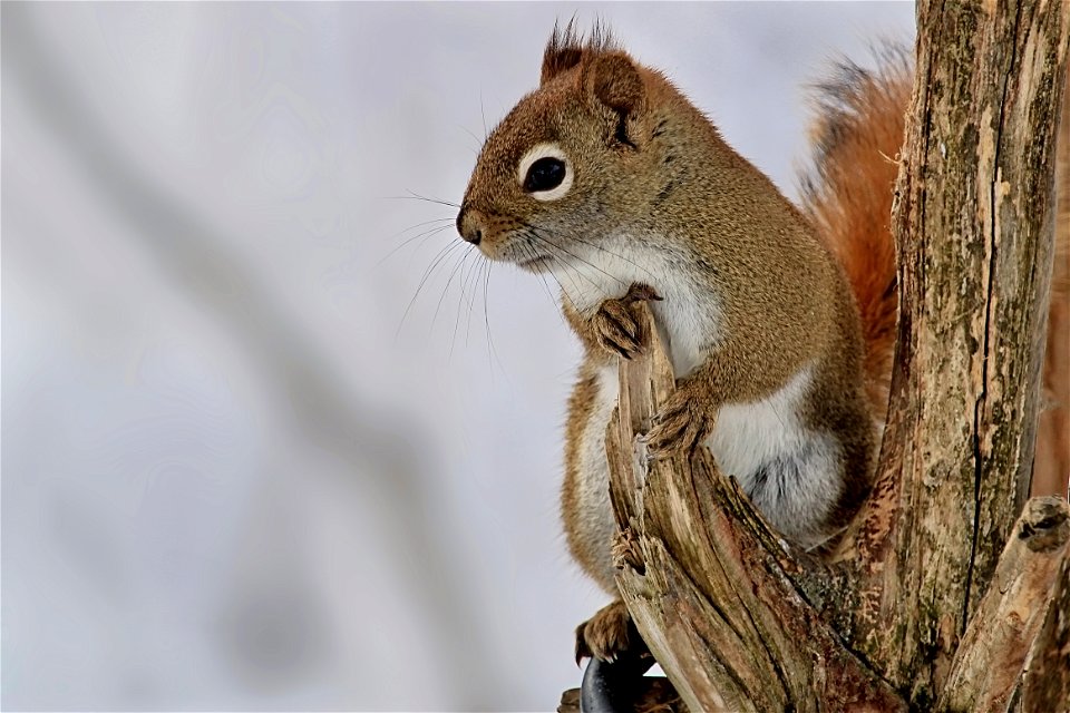 American Red Squirrel