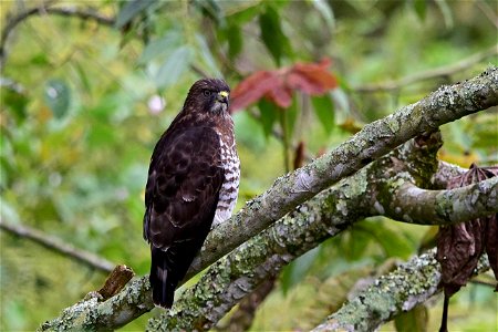 Buteo platypterus o Gavilán aliancho