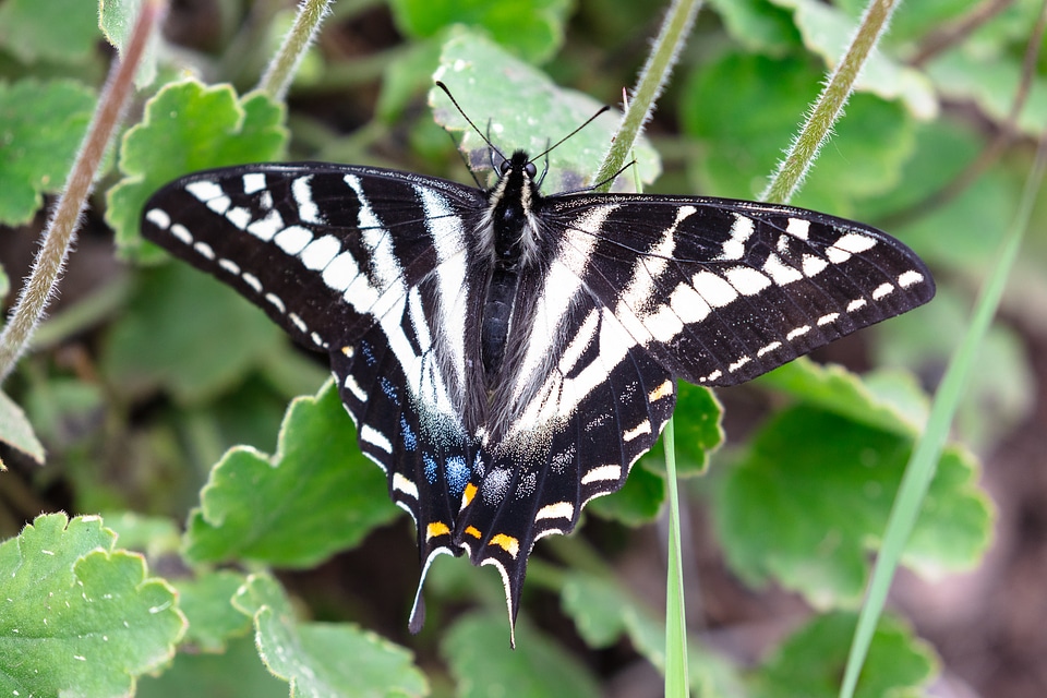 Pale swallowtail - Papilio eurymedon