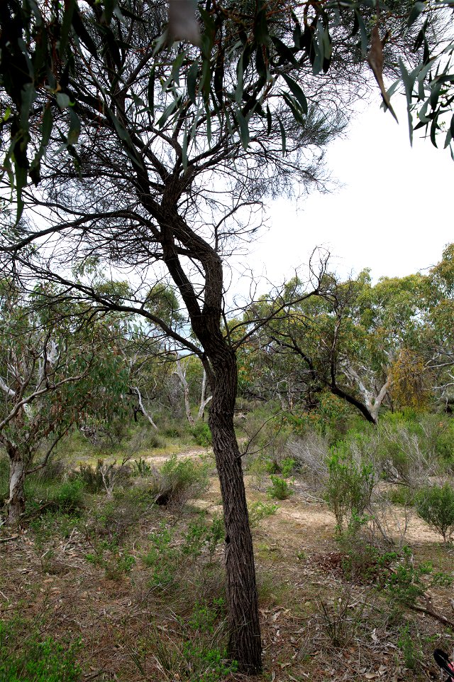 2022 Site 2, Marker 3 Tree 3